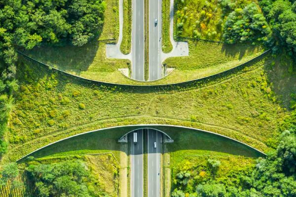 Benefits of Ecological Bridges to Natural Life